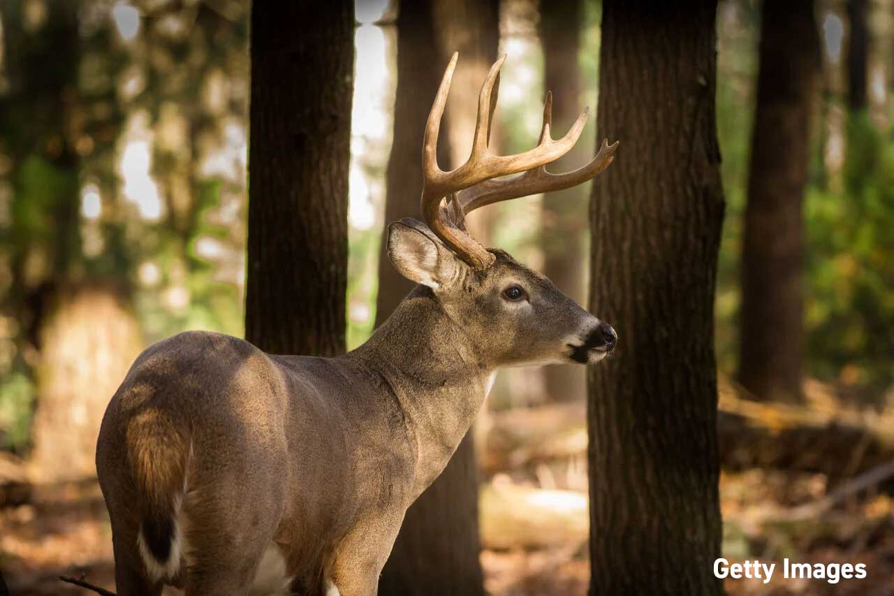 Pennsylvania Game Commission Approves Final 2026-27 Hunting Seasons and Bag Limits