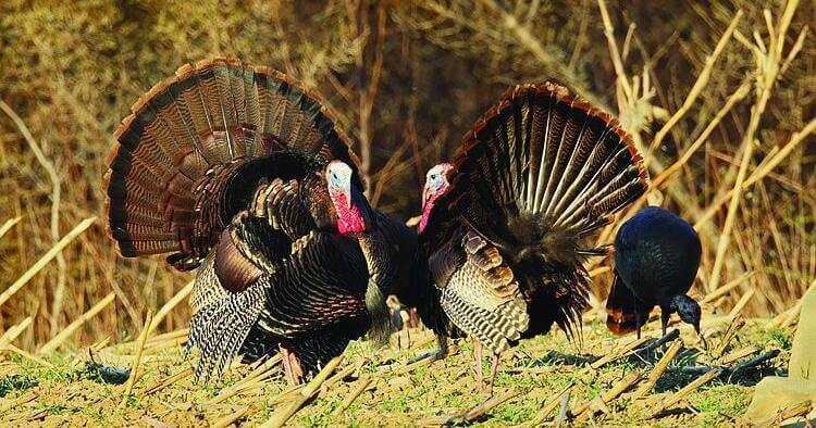 Connecticut Spring Wild Turkey Hunting Season Opens April 29, Marking 46th Consecutive Year
