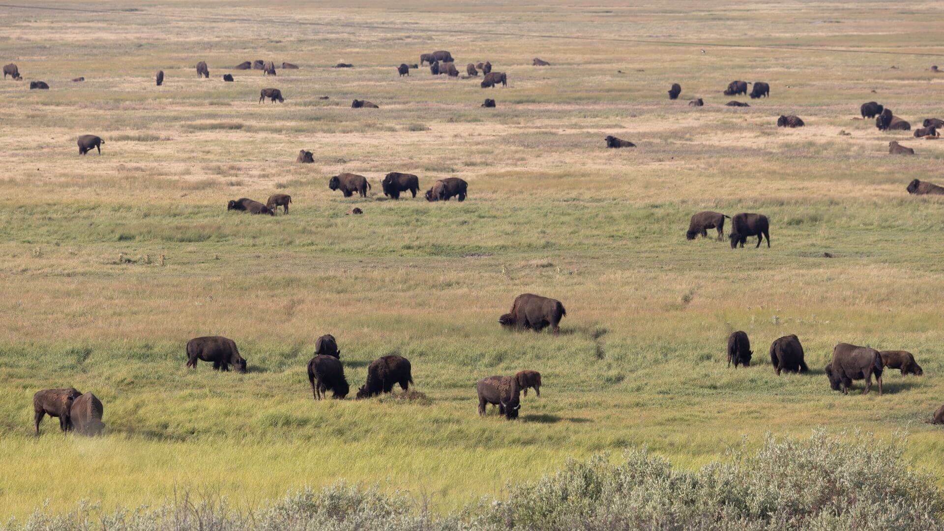 Wyoming Game and Fish Commission Approves Changes to 2026 Wild Bison Hunting Season in Hunt Area 2