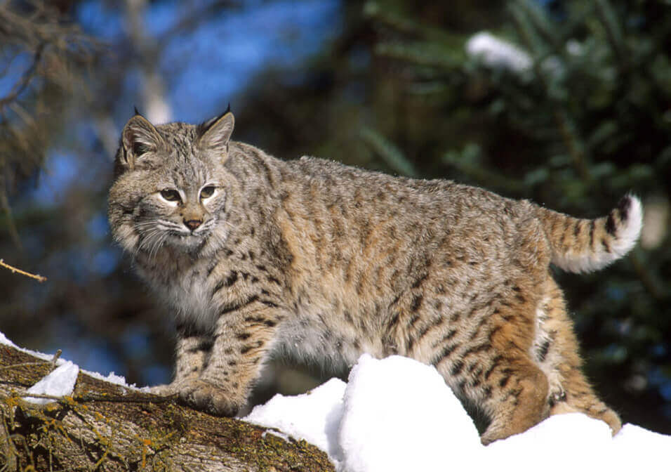Indiana DNR Proposes 60% Bobcat Harvest Quota Increase and Firearm Hunting Addition for 2026-2027 Season