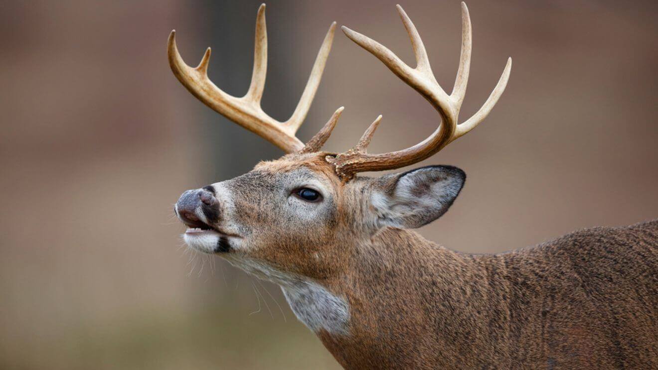 N.C. Wildlife Resources Commission Announces Updated 2026-2027 CWD Surveillance Areas Adding Four Counties Including Primary Area in Edgecombe