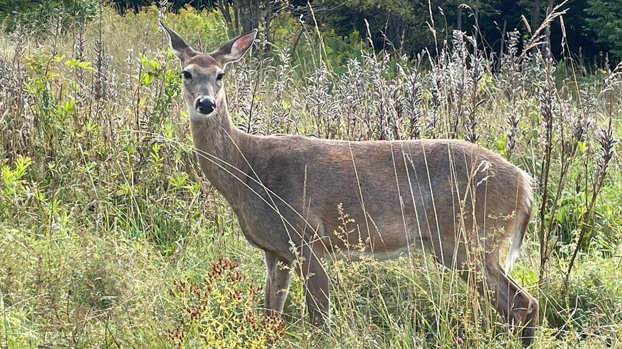 Ohio Wildlife Council Approves 2026-27 Hunting and Trapping Seasons with Extended Deer Gun and Archery Opportunities